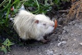 Nutria z Nacyny uratowana! Skrócono zwierzęciu siekacze! ZDJĘCIA