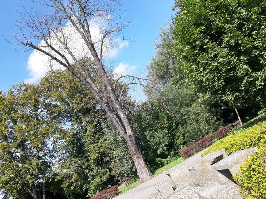 Uschnięte drzewo nad oleśnickimi stawami zagraża 