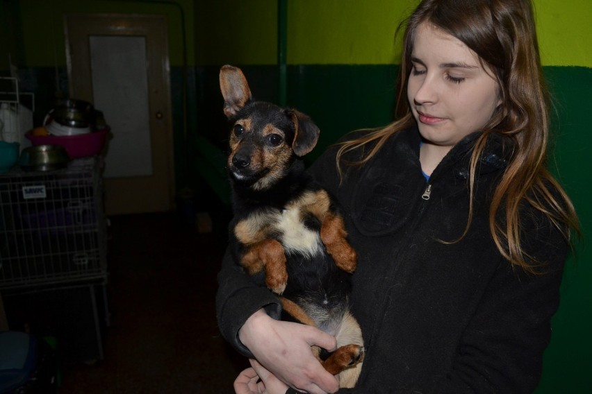 Interwencja OTOZ Animals. Schronisko ze Starogardu Gdańskiego zajęło się psami spod Lidzbarka WIDEO