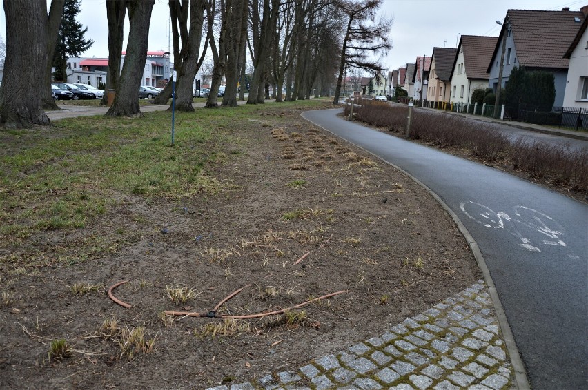 Część roślin zniknęła. Pracownicy PGK Goleniów wykonają nowe nasadzenia