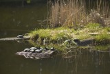 Żółwie błotne w arboretum w Bolestraszycach niedaleko Przemyśla [ZDJĘCIA]