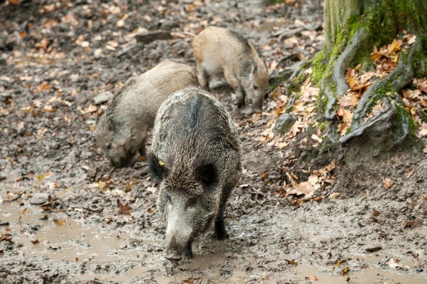 Rzeź dzików w województwie łódzkim - tylko w powiecie piotrkowskim do odstrzału 331 sztuk