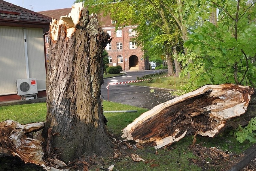 Na terenie szkoły policji w Słupsku przewróciło się ogromne drzewo