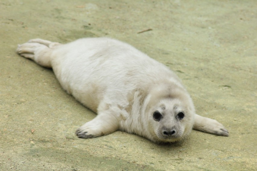 2 marca w płockim zoo urodziła się foka szara