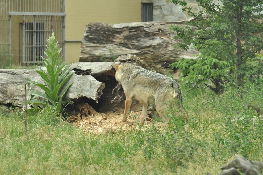 Wilki we wrocławskim zoo
