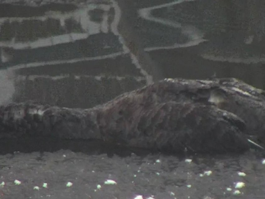 Wejherowo: W parku znaleziono martwego łabędzia