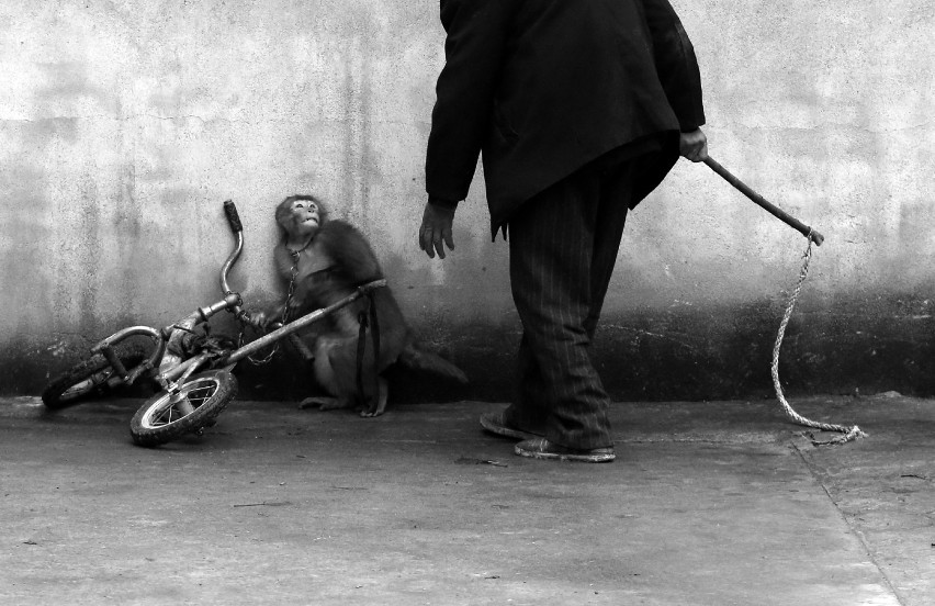 Małpa chowa się przez swoim trenerem w czasie cyrkowego...