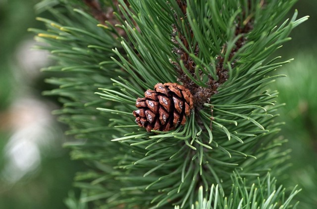 Miejski Zarząd Nieruchomości Komunalnych poinformował, że w tym roku choinki świąteczne będą odbierane wraz z odpadami wielkogabarytowymi. Jednak lepiej dać drzewku drugie życie, przesadzając je do ogrodu.