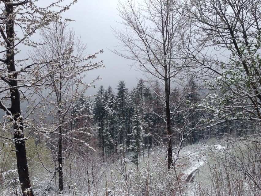 Opady śniegu w Beskidach. Zima się przypomina, ślisko na drogach [ZDJĘCIA]