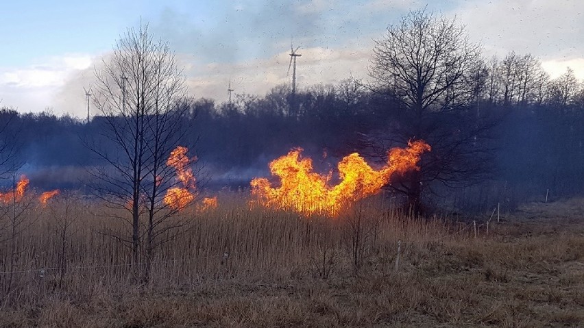 Pożar trzcin nad Czarną Hańczą. Ogień gasili strażacy z OSP w Potaszni