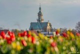 Gliwice jak Holandia! Pole tulipanów w Ostropie to prawdziwe morze kwiatów! Zobacz zapierające dech zdjęcia