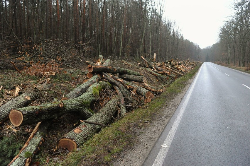 Trwa rozległa wycinka drzew pod Włoszakowicami