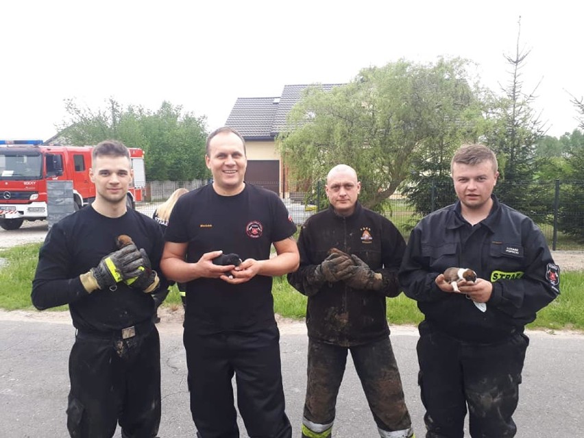 Strażacy z OSP Opoczno ratowali pięć szczeniąt, które utknęły w przepuście wodnym [zdjęcia]