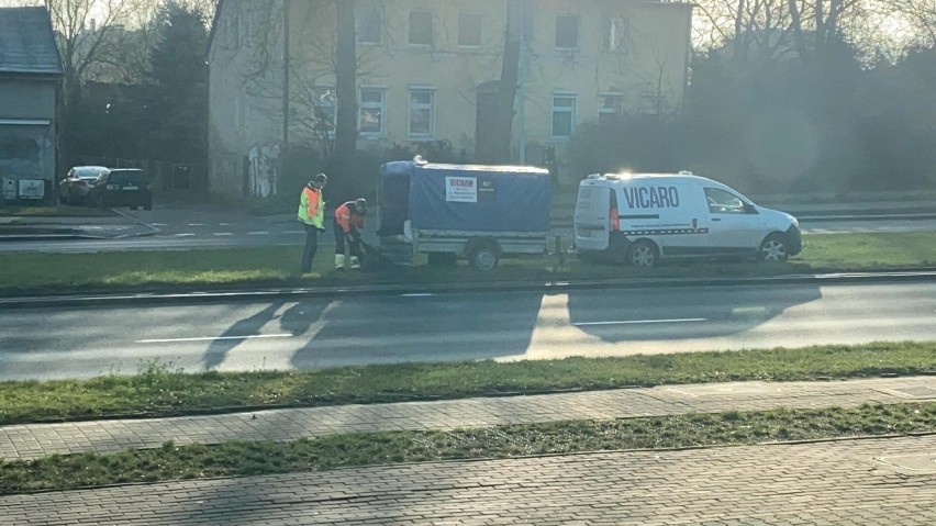 Kolizje na Mieszka I. Kierowcy wpadli na... martwe dziki