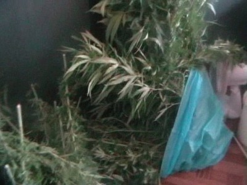 Policjanci zlikwidowali plantację marihuany na strychu