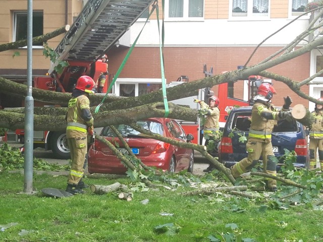 drzewo runęło na podwórko między ulicami Armii Krajowej i Łopuskiego, w centrum Kołobrzegu