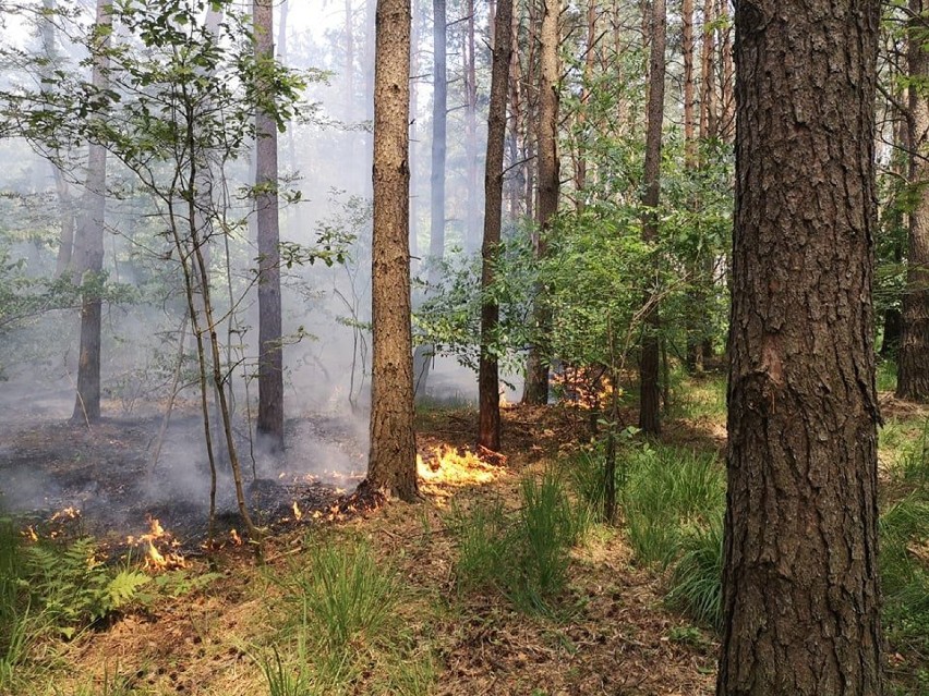 Pożary w Dankowicach Piaskach. Strażacy z gminy Krzepice walczyli z ogniem