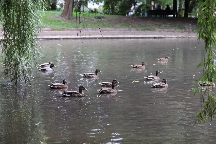 Park nad Strumykiem w Głogowie to piękne miejsce na spacer. Ma też swoją historię