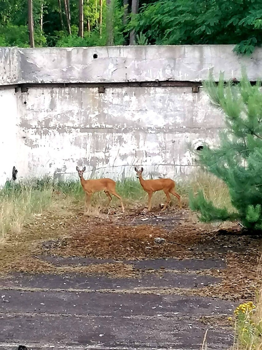 Strażacy z OSP Sława uwolnili sarny, które wpadły do starego...