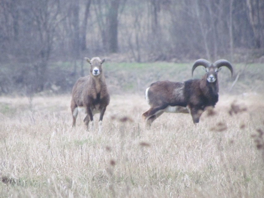 Muflony zamieszkały w Małopolsce. Wkrótce stado powiększy się [ZDJĘCIA]