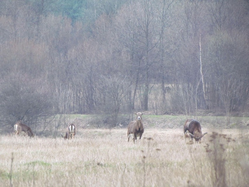 Muflony zamieszkały w Małopolsce. Wkrótce stado powiększy się [ZDJĘCIA]