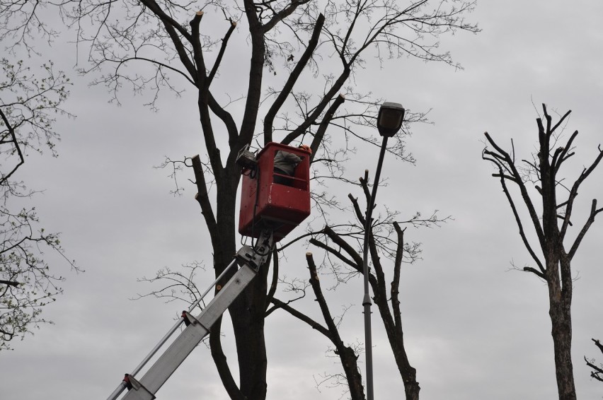 Śrem: podcinają drzewa na ul. Sikorskiego