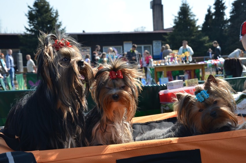  I Wiosenna Krajowa Wystawa Psów  Rasowych – Wieruszów 2014