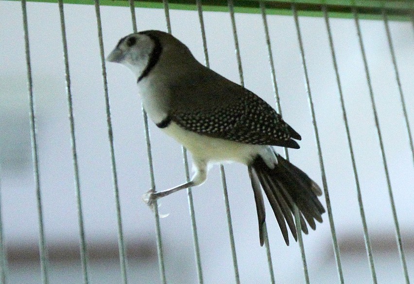 Wystawa kanarków i ptaków ozdobnych w ŁDK