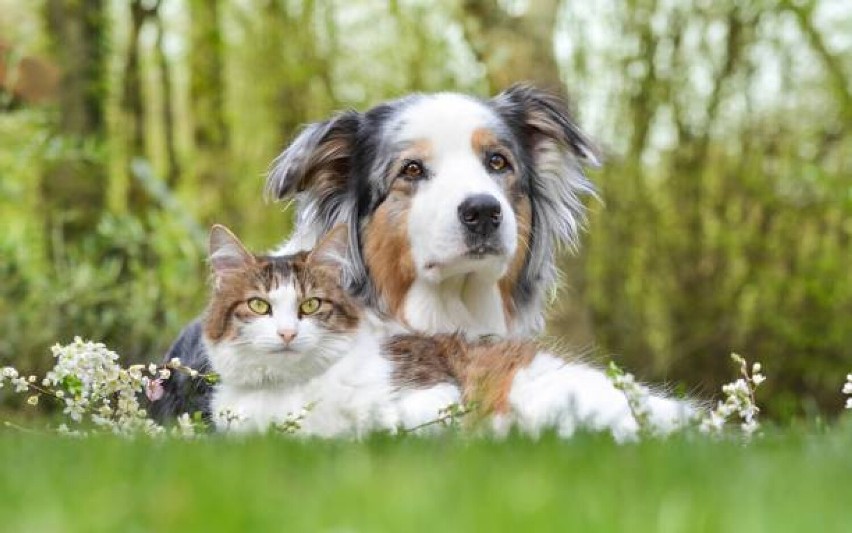 Prawdziwa przyjaźń jest jedna! Psy i koty ze schroniska w...