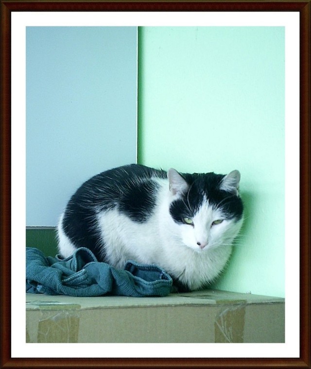 Kot lubi przesiadywać w kąciku na kartonach.
Fot. Dorota Michalczak