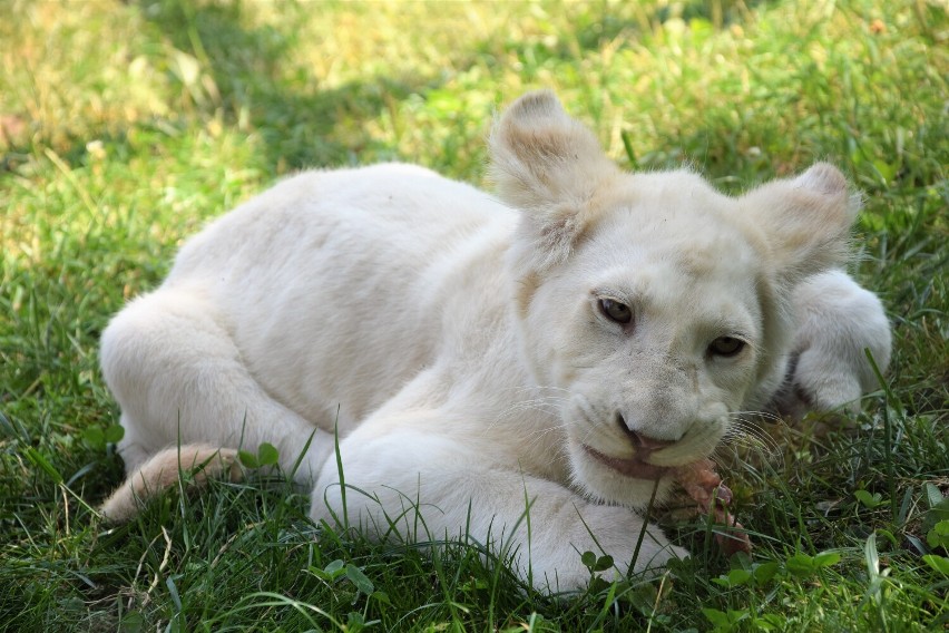 Malibu. Najmłodszy biały lew w stadzie w Zoo Borysew rośnie z dnia na dzień. Jak teraz wygląda? ZDJĘCIA