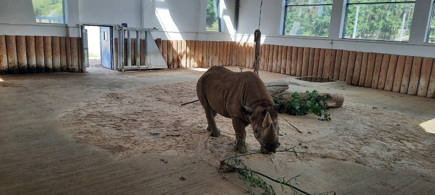 Ogród zoologiczny w Poznaniu. Dom nosorożców