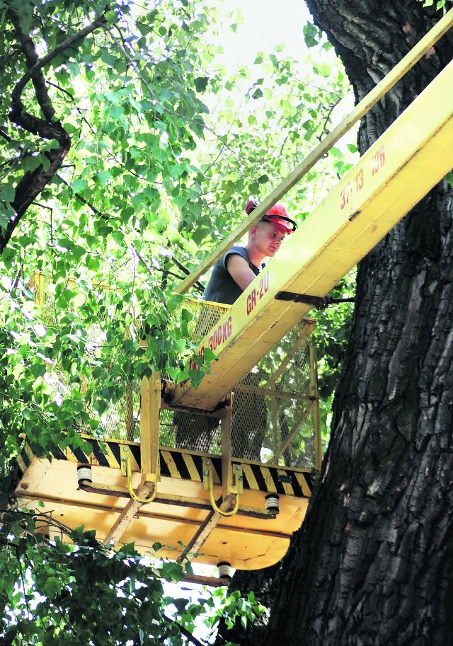 Żeby ratować baobab, trzeba było zrywać zeschniętą korę