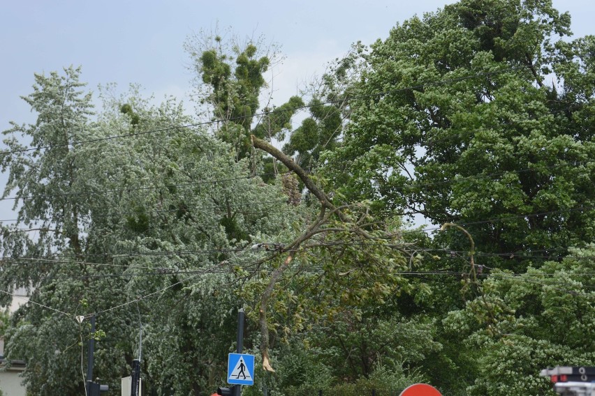 Wichura w Toruniu. Drzewa przewracały się na drogi samochody i budynki [wideo, zdjęcia]