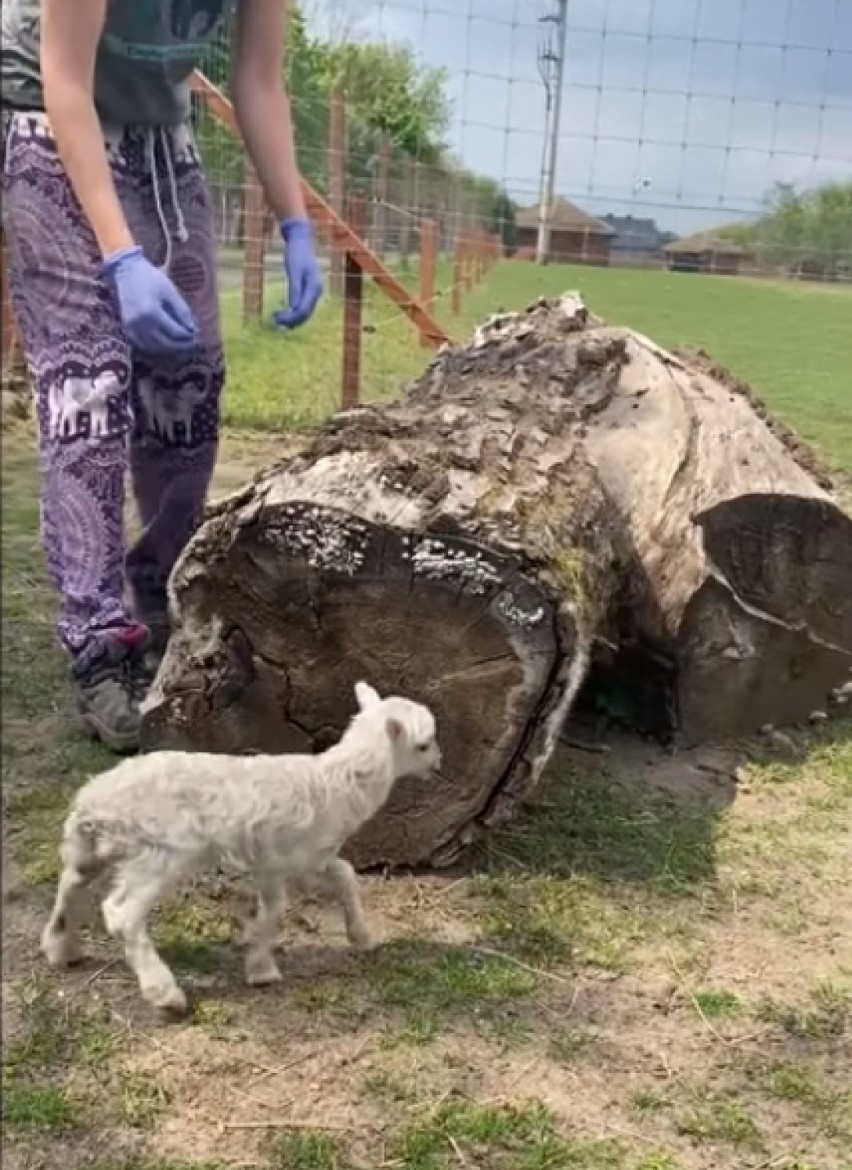 Owieczka Dzwoneczek i mały bawół, przyszły na świat w ZOO w Borysewie [ZDJĘCIA, FILMY]