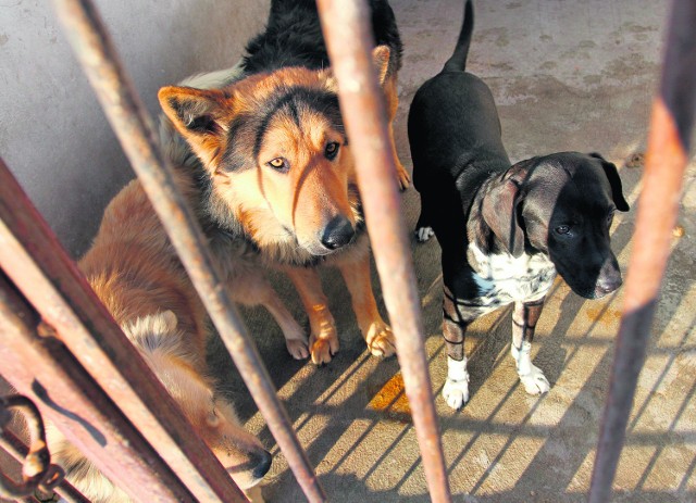 Bezpańskie psy schronienie znajdą także w Libiążu