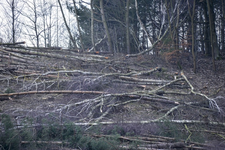 Kto wycina drzewa przy ul. Słowackiego w Gdańsku? [ZDJĘCIA] Inspektorzy na miejscu zbadali sprawę 