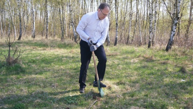 Jedna z akcji sadzenia drzew na terenie Radomska (2017 rok)