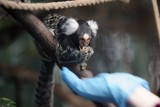 Małpki marmozety białouche zadomowiły się w Legnickiej Palmiarni [ZDJĘCIA]