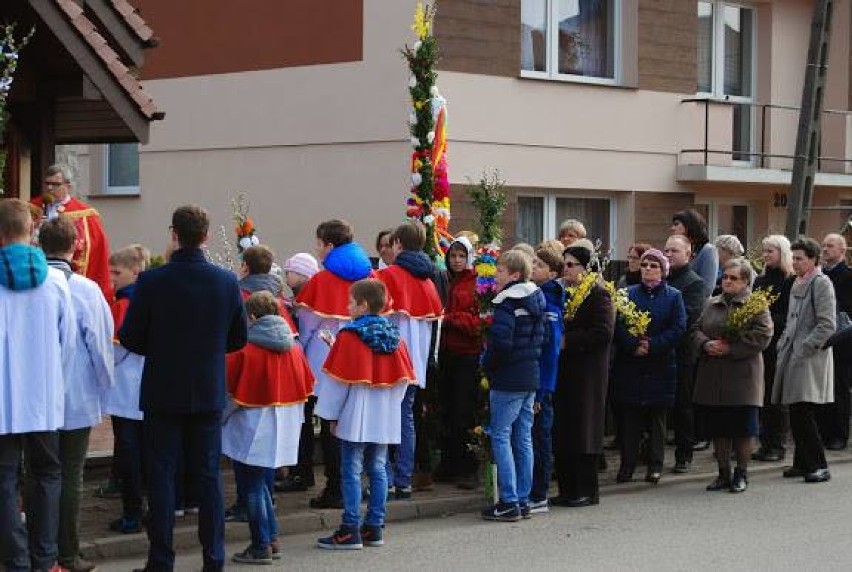 Piękne palmy w Ostrowach nad Okszą