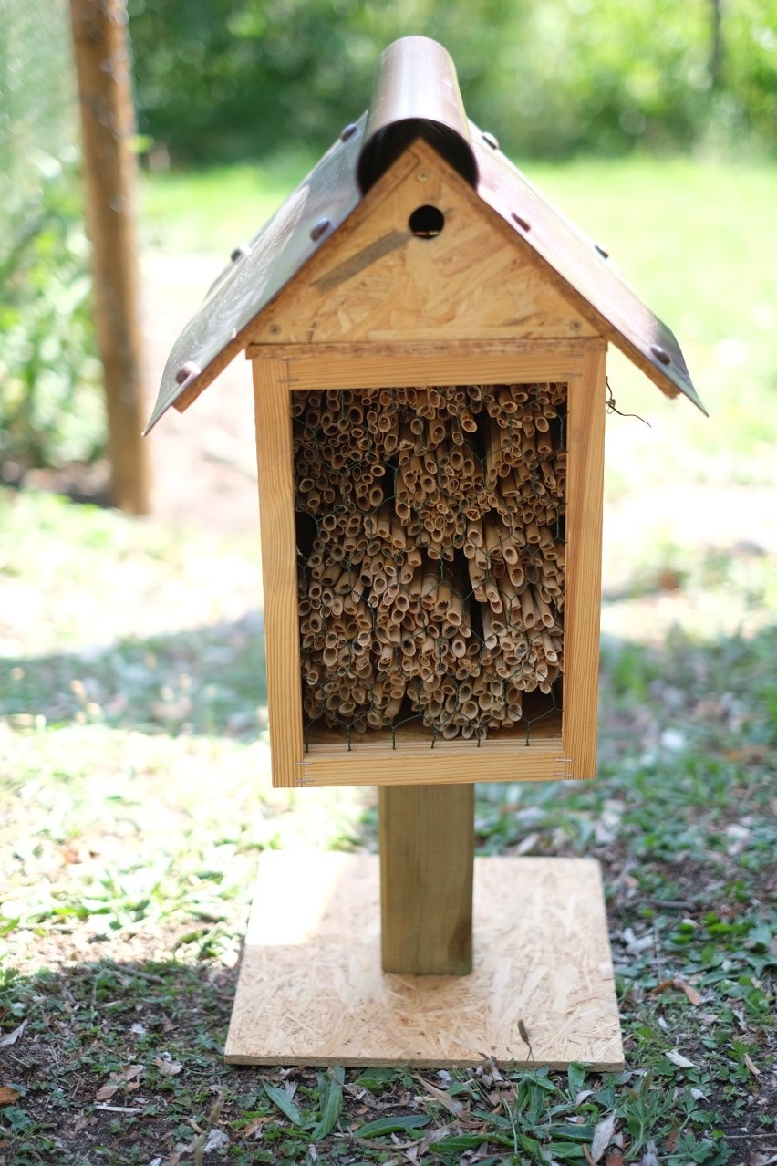 Nowe Zoo w Poznaniu działa a domki dla pszczół powstają przy Motylarni