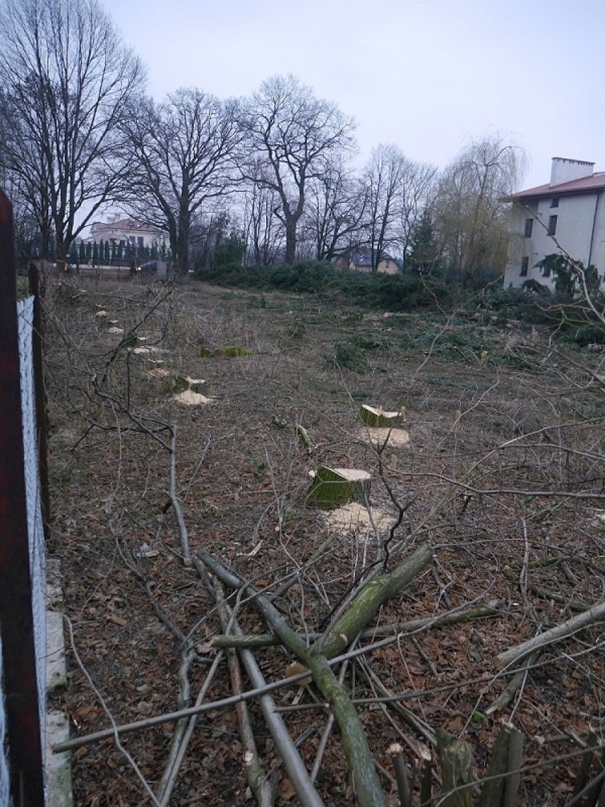 Wycinki drzew w Lublinie. Tym razem drzewa zniknęły ze Sławina