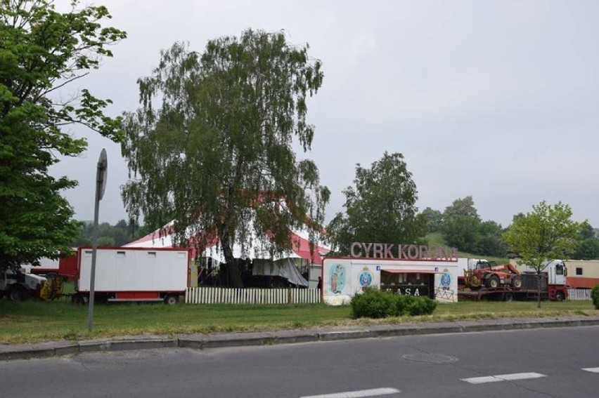 Zduńska Wola nie chce cyrku ze zwierzętami. Prezydent więcej nie wyda zgody