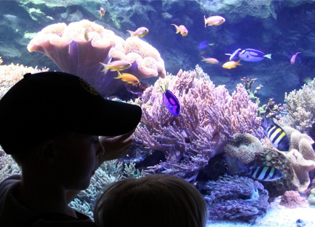 W piątek 8.06.2018 warto odwiedzić Oceanarium Gdyńskie