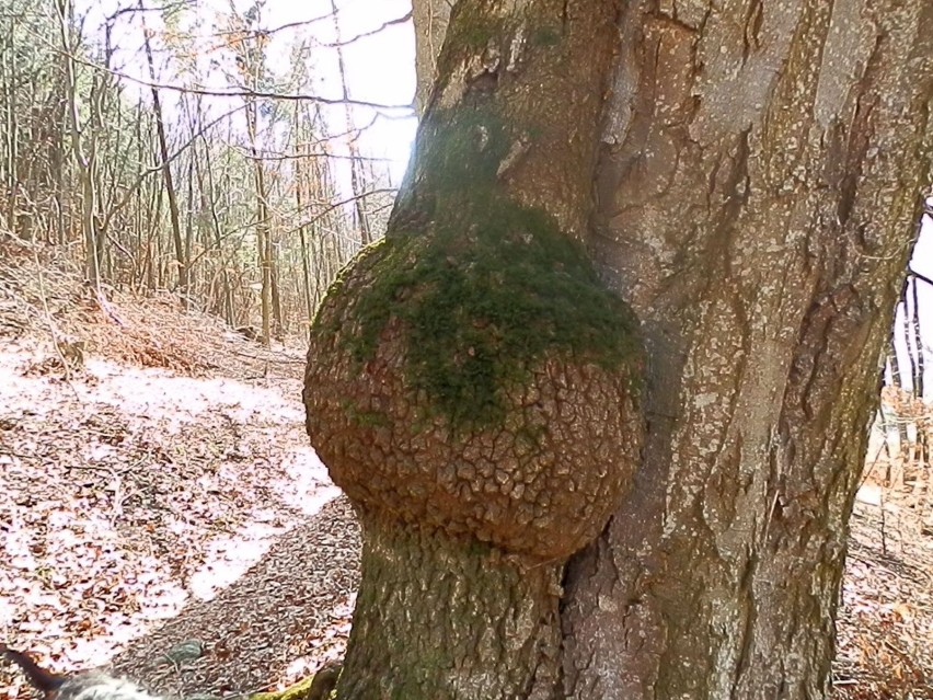 Fani dendroterapii mają swoje ulubione drzewa i do...