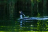 Wigierski Park Narodowy. Ornitolodzy policzyli ptaki nad Wigrami. Zobaczcie, jakich gatunków jest najwięcej [Zdjęcia]