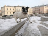 Kierowniczka ma już nowy dom!