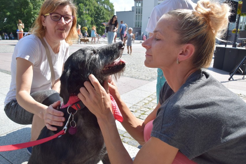 Miss na czterech łapkach w Białymstoku. Wolontariusze zorganizowali pokazów psów ze schroniska przed teatrem