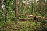 Wichura w powiecie kwidzyńskim. Leśnicy apelują, by ograniczyć wejścia do lasów