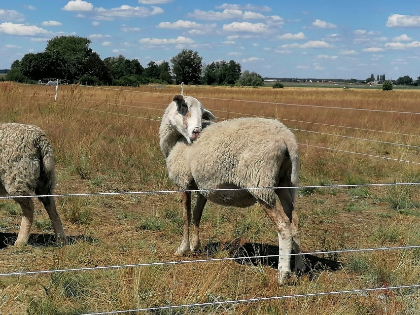 Lotnisko Leszno. Lotnisko w Lesznie „zatrudniło” owce do koszenia trawy. Tanie i ekologiczne rozwiązanie [ZDJĘCIA I WIDEO] 